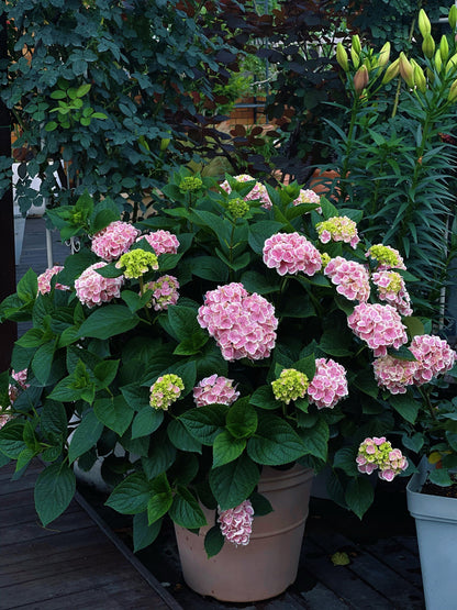 Rare Hydrangea【Mona Lisa｜モナリザ】蒙娜丽莎 绣球