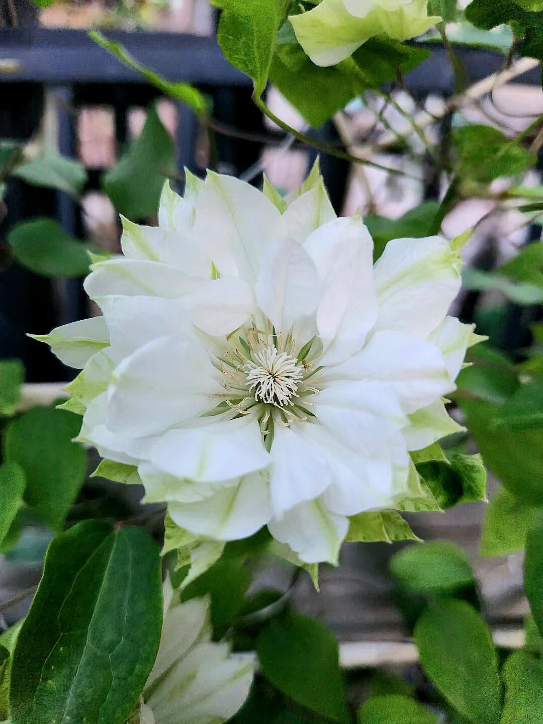 Clematis ‘Yukiokoshi ' / 雪妆