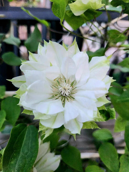 Clematis ‘Yukiokoshi ' / 雪妆
