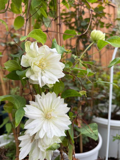 Clematis ‘Yukiokoshi ' / 雪妆