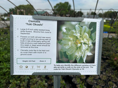 Clematis ‘Yukiokoshi ' / 雪妆