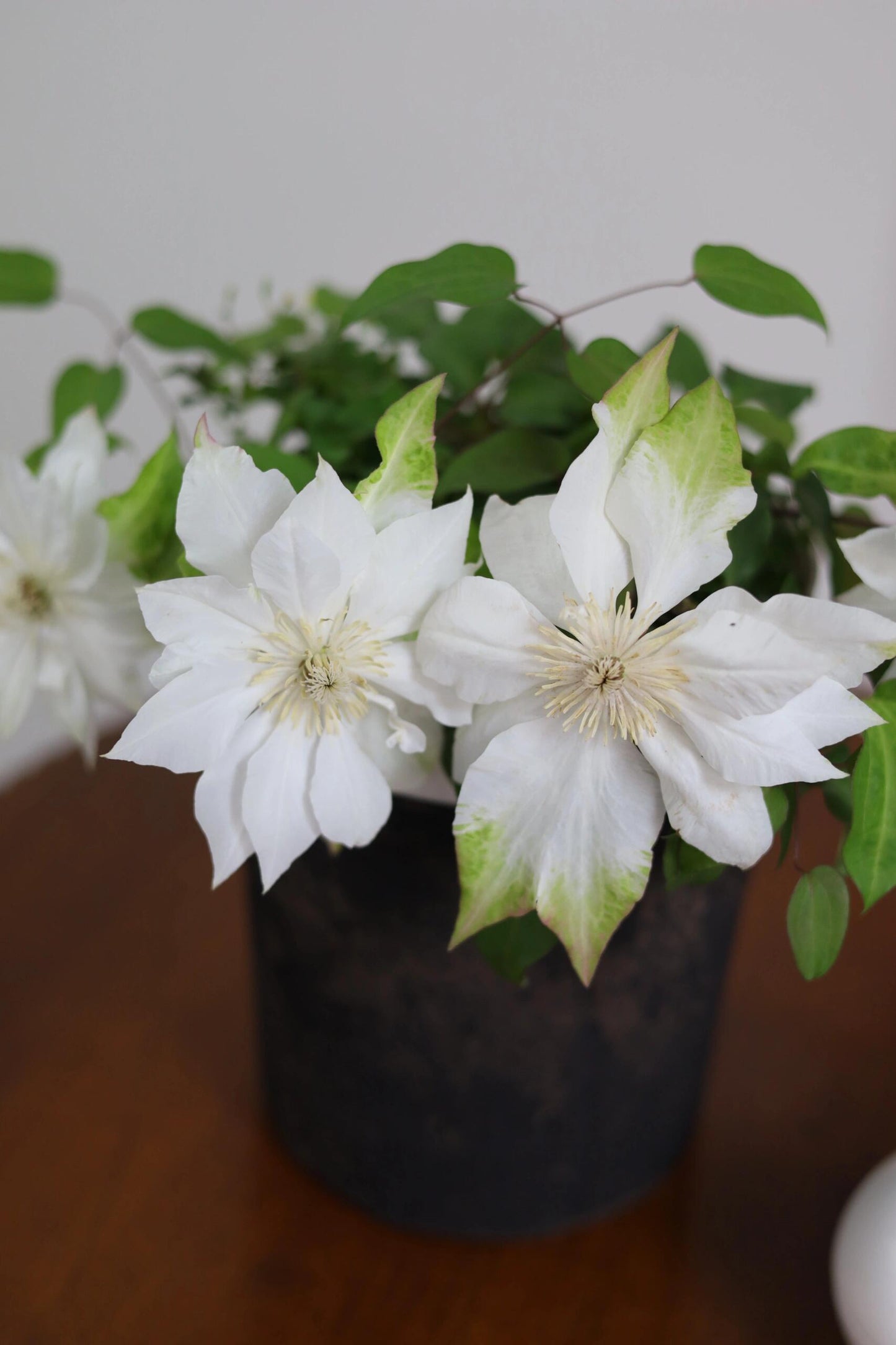 Clematis ‘Yukiokoshi ' / 雪妆