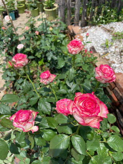 Rose  ‘  ’  闪电切花