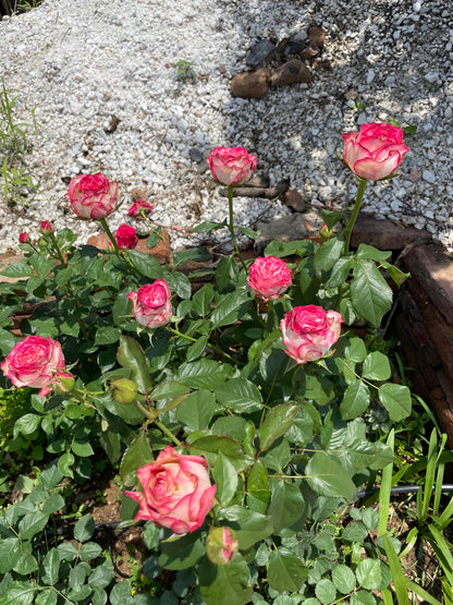 Rose  ‘  ’  闪电切花