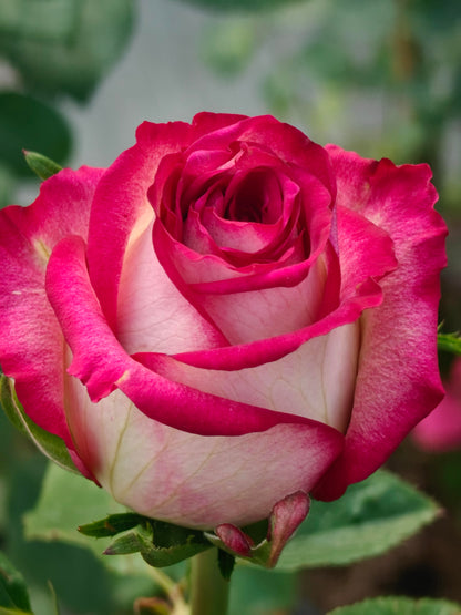 Rose  ‘  ’  闪电切花
