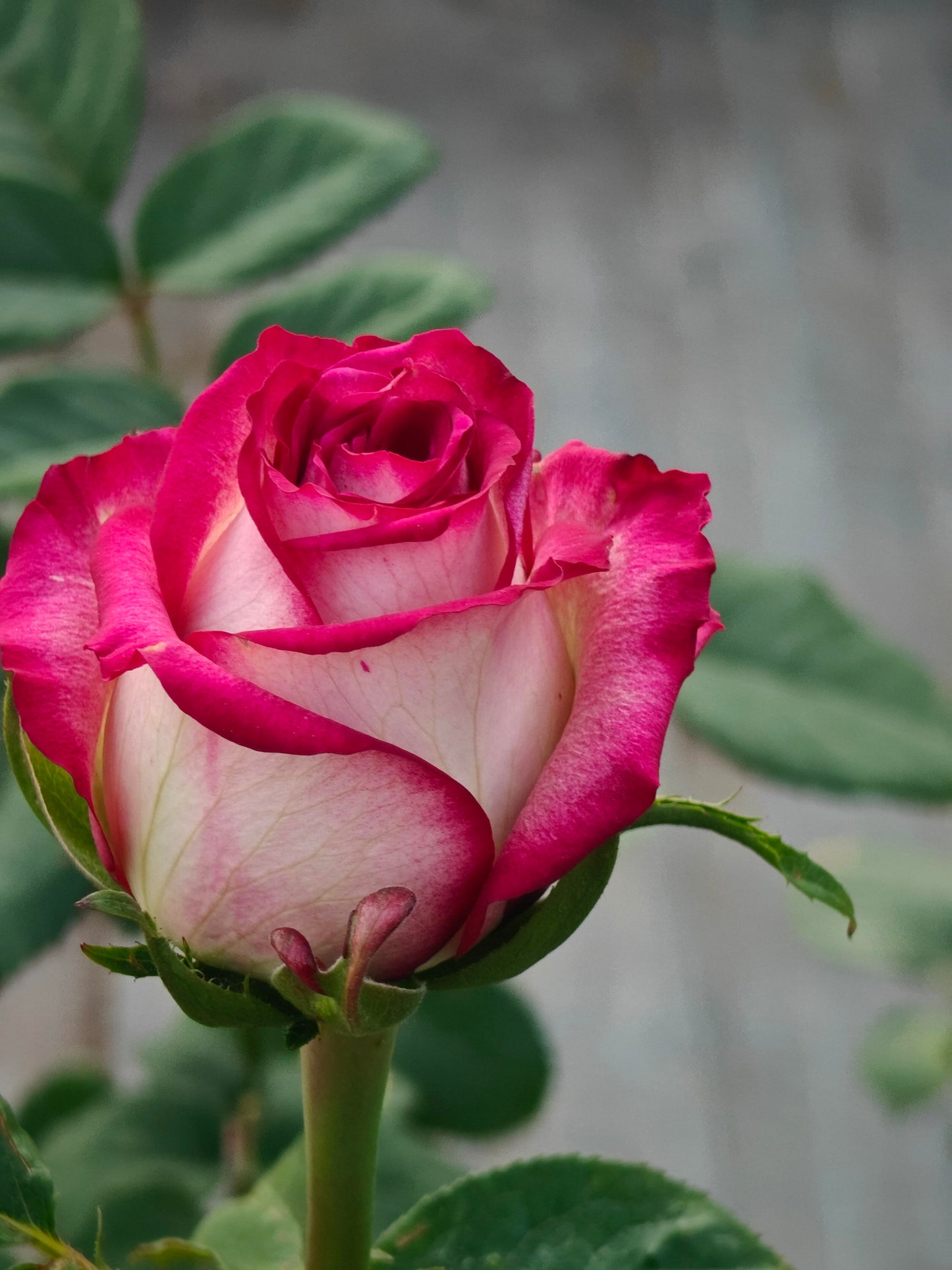 Rose  ‘  ’  闪电切花