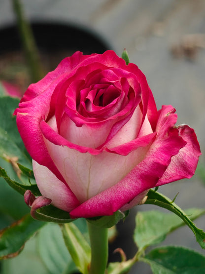 Rose  ‘  ’  闪电切花