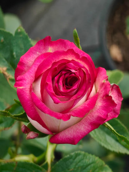 Rose  ‘  ’  闪电切花