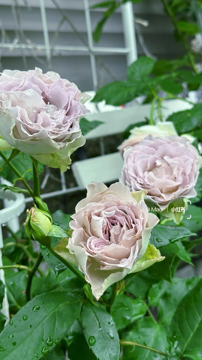 Rose ‘ Lapis Veil | ラピスベール | 青金石面纱