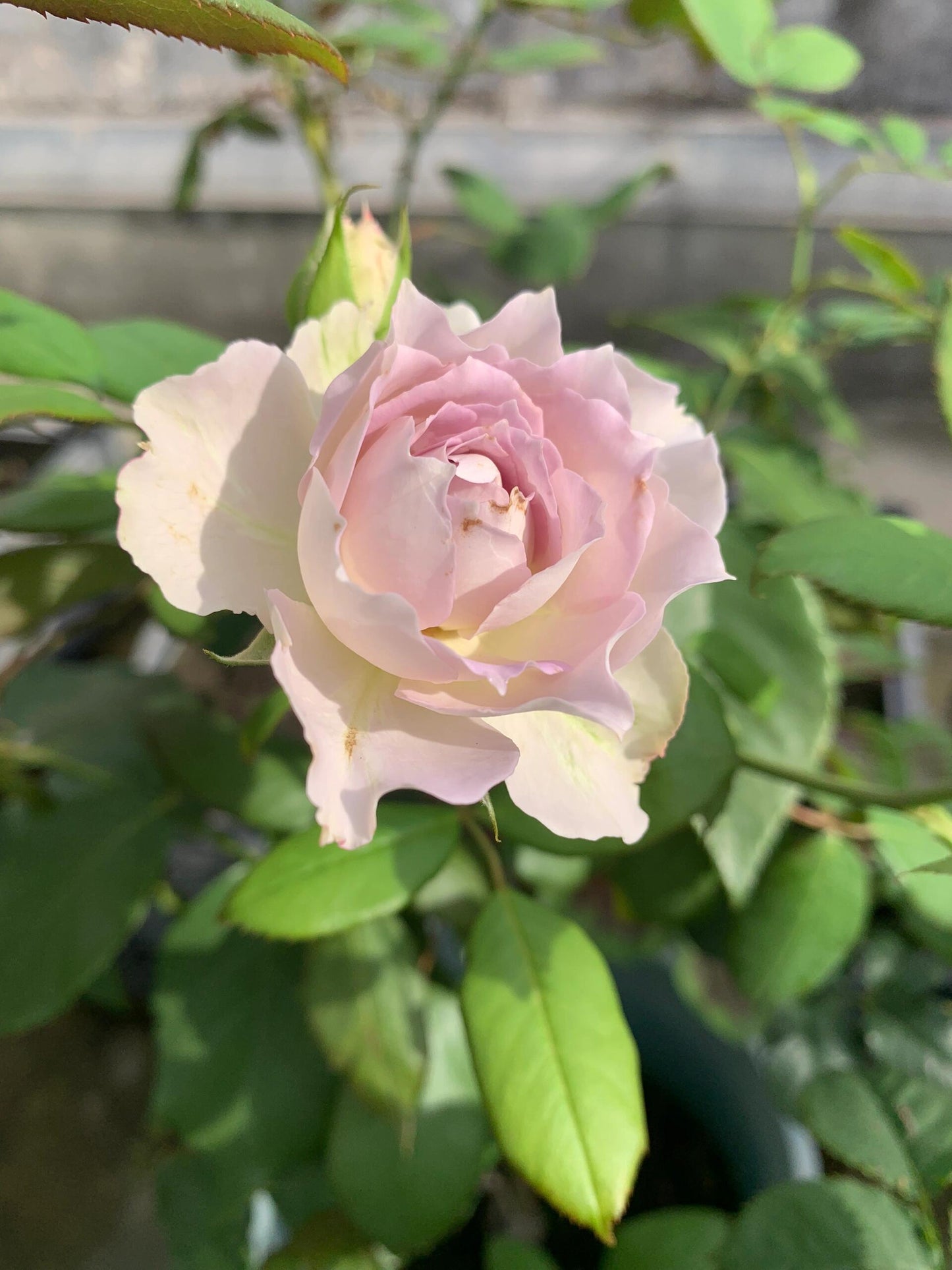 Rose ‘ Lapis Veil | ラピスベール | 青金石面纱