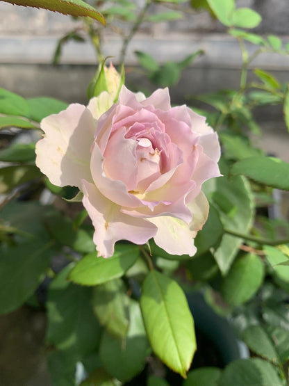 Rose ‘ Lapis Veil | ラピスベール | 青金石面纱