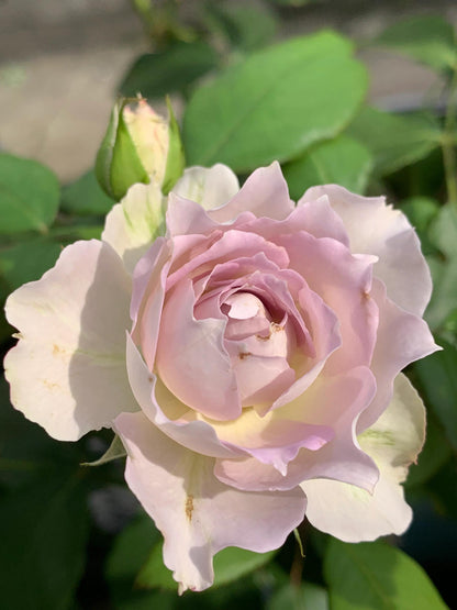 Rose ‘ Lapis Veil | ラピスベール | 青金石面纱