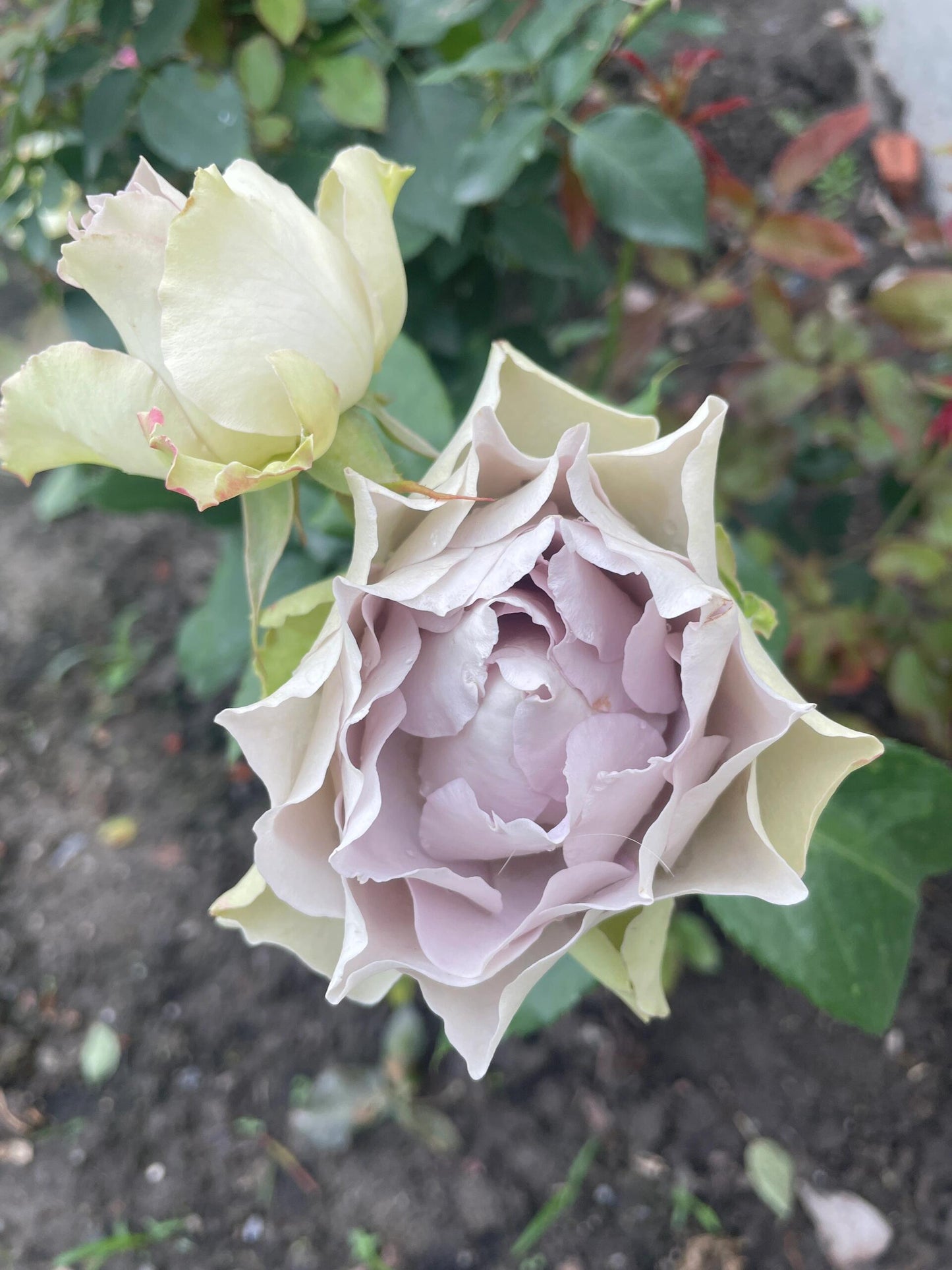 Rose ‘ Lapis Veil | ラピスベール | 青金石面纱