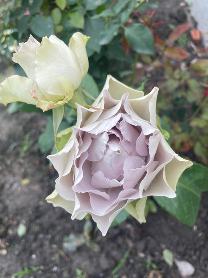 Rose ‘ Lapis Veil | ラピスベール | 青金石面纱