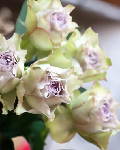 Rose ‘ Lapis Veil | ラピスベール | 青金石面纱