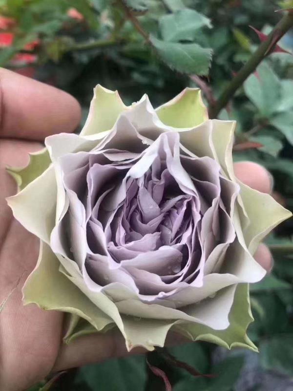 Rose ‘ Lapis Veil | ラピスベール | 青金石面纱