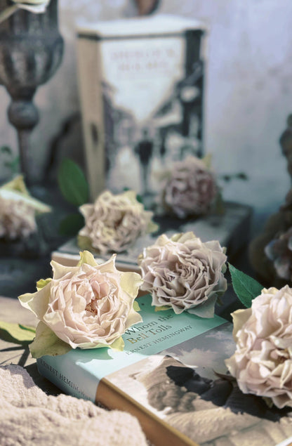 Rose ‘ Lapis Veil | ラピスベール | 青金石面纱