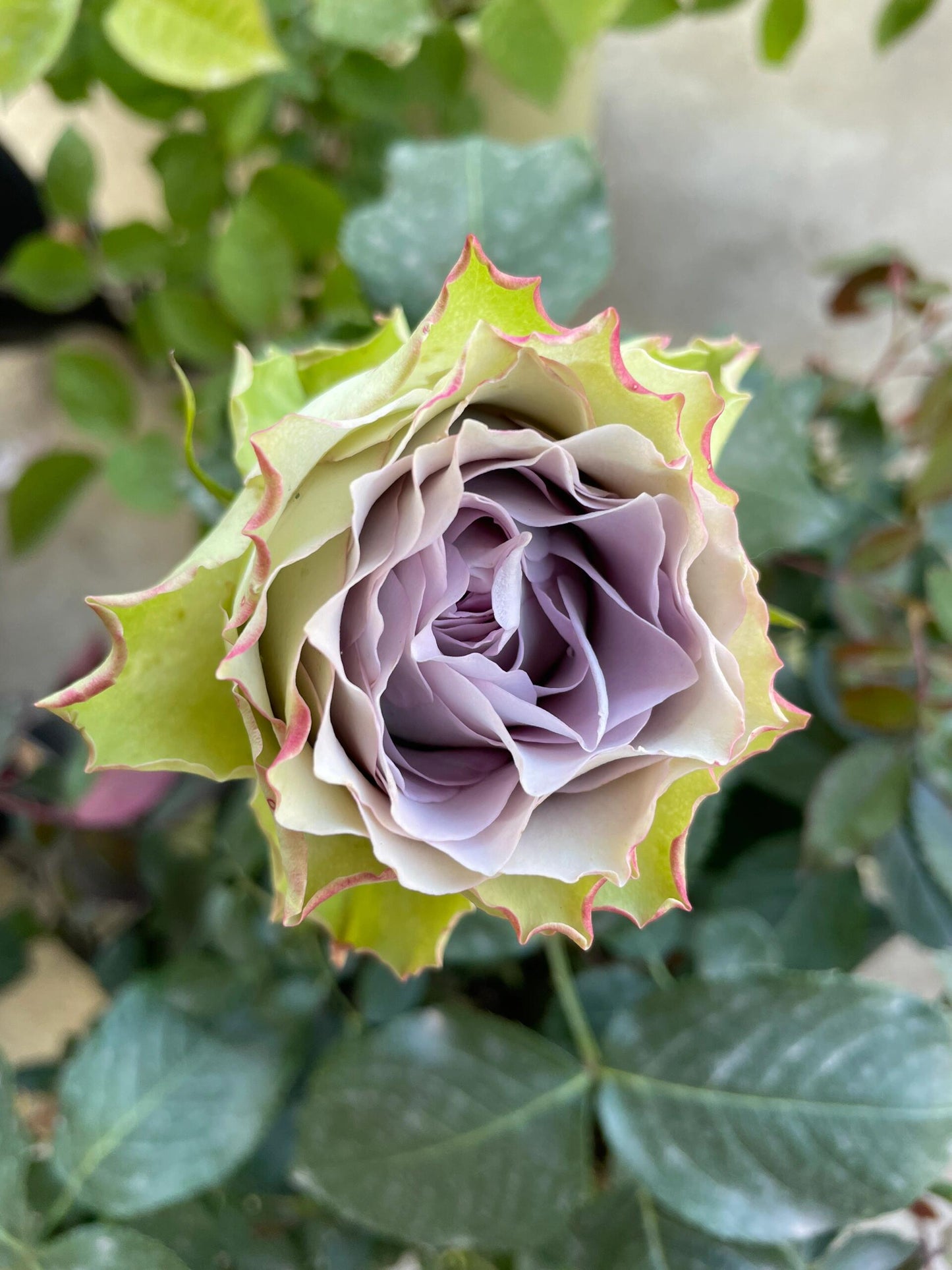 Rose ‘ Lapis Veil | ラピスベール | 青金石面纱