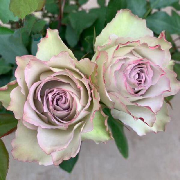 Rose ‘ Lapis Veil | ラピスベール | 青金石面纱