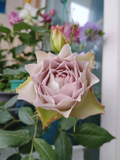 Rose ‘ Lapis Veil | ラピスベール | 青金石面纱