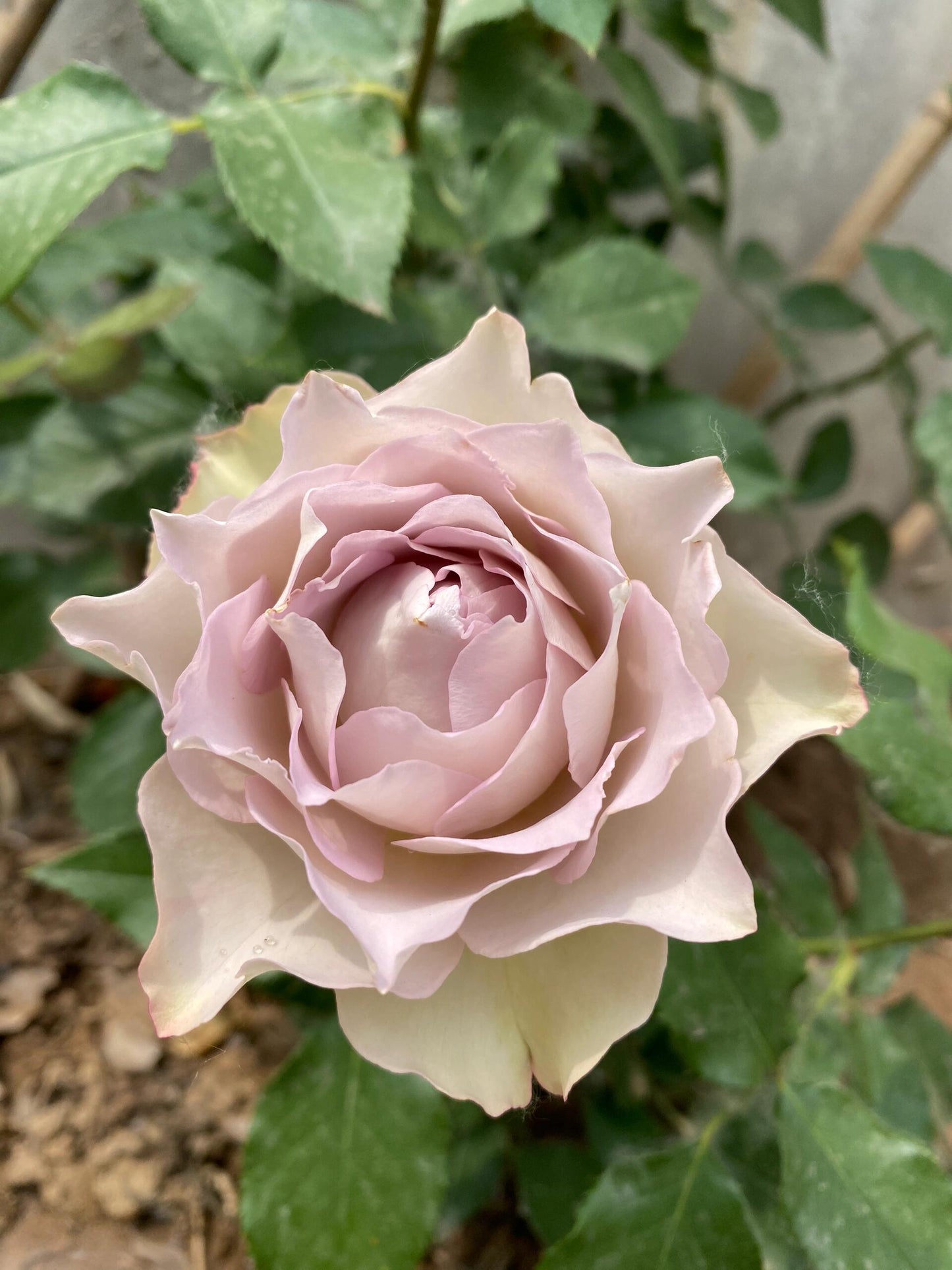 Rose ‘ Lapis Veil | ラピスベール | 青金石面纱