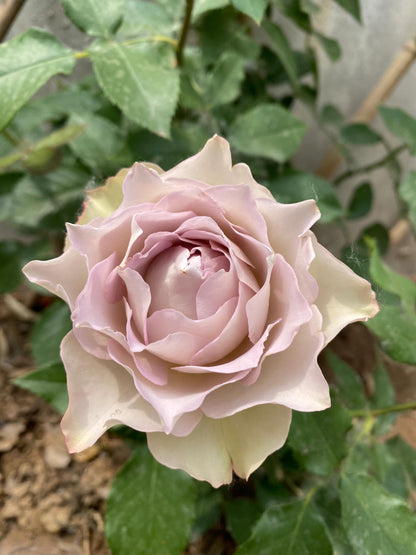 Rose ‘ Lapis Veil | ラピスベール | 青金石面纱