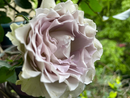 Rose ‘ Lapis Veil | ラピスベール | 青金石面纱