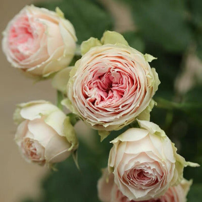 Rose  ‘Pompon Veranda |ポーチフルムーンローズ  | 门廊绒球 ’