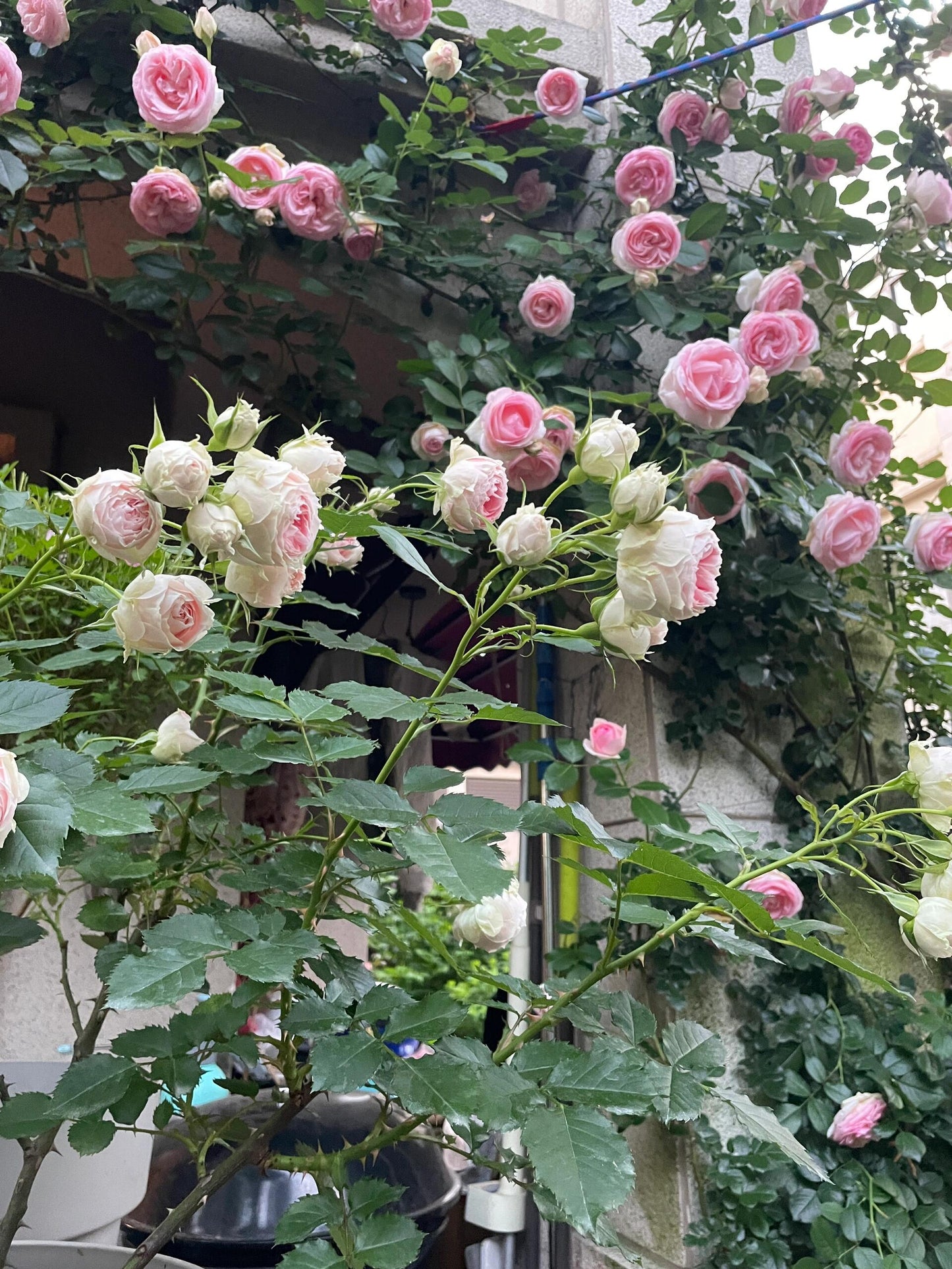 Rose  ‘Pompon Veranda |ポーチフルムーンローズ  | 门廊绒球 ’