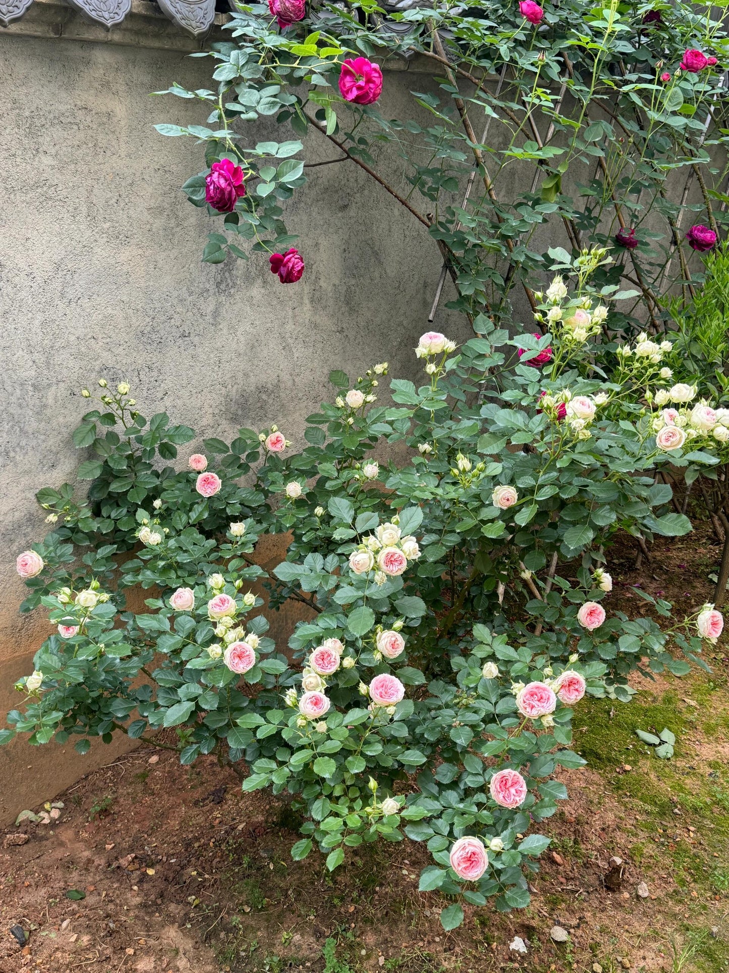 Rose  ‘Pompon Veranda |ポーチフルムーンローズ  | 门廊绒球 ’