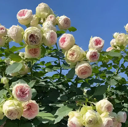 Rose  ‘Pompon Veranda |ポーチフルムーンローズ  | 门廊绒球 ’