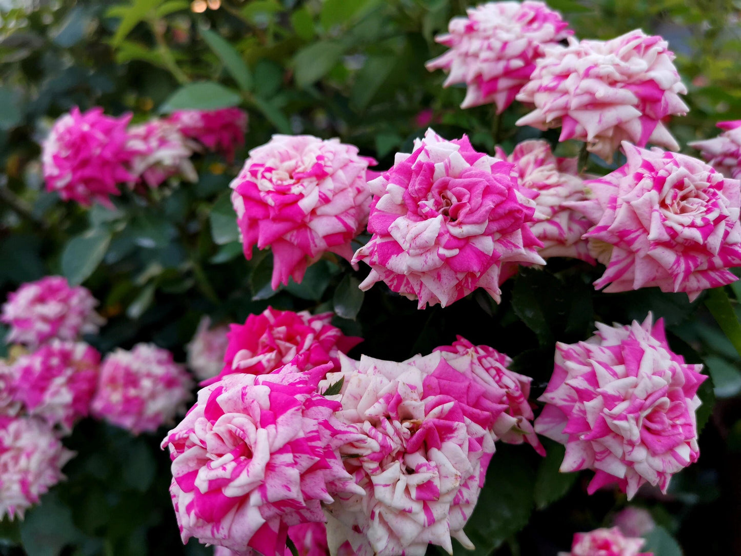Rose ’ Flash Dance  | 闪电舞