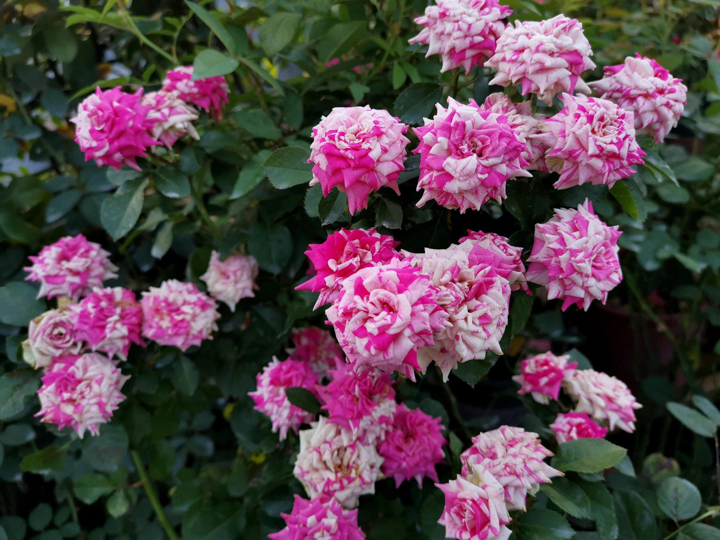 Rose ’ Flash Dance  | 闪电舞