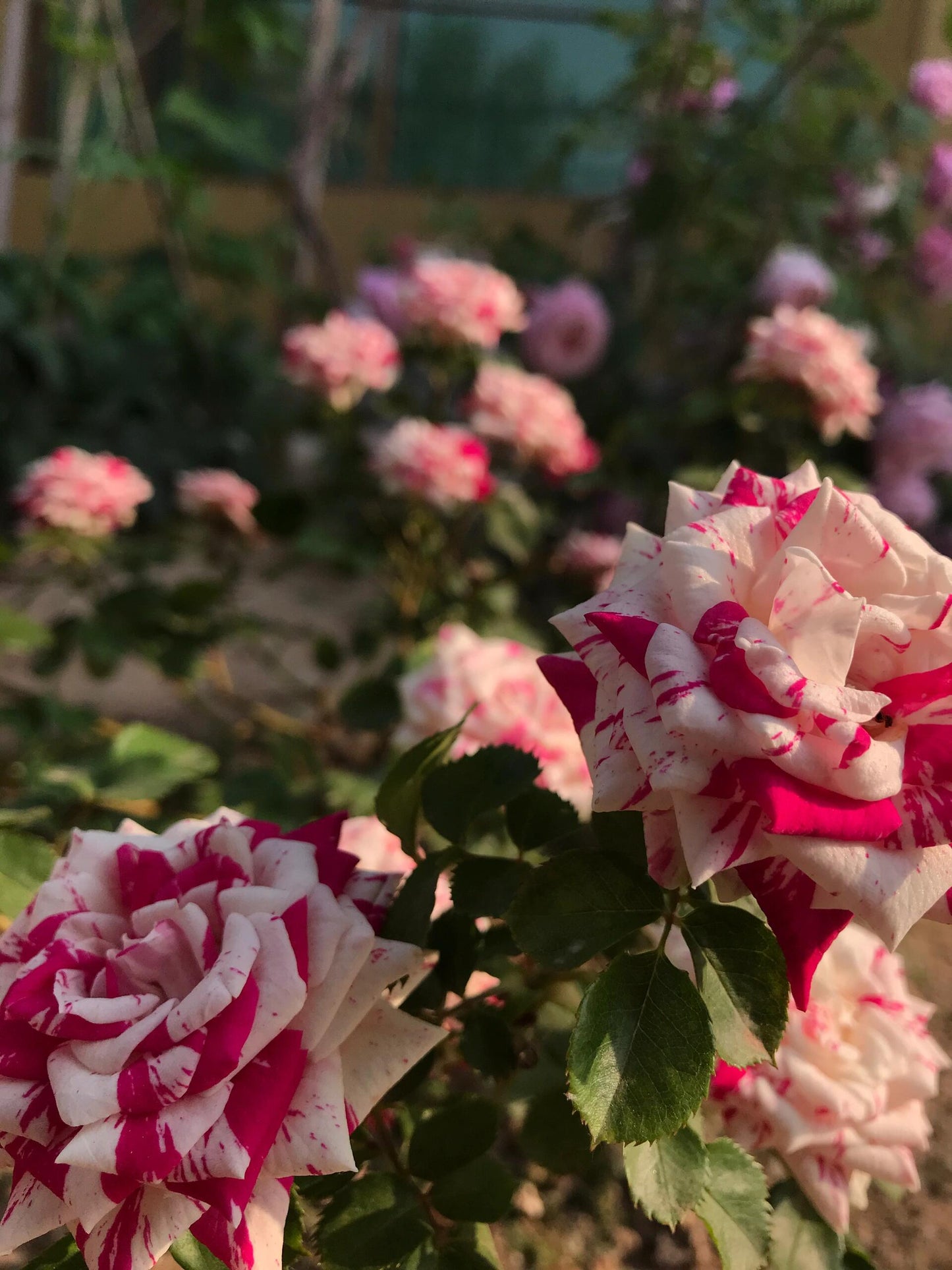 Rose ’ Flash Dance  | 闪电舞