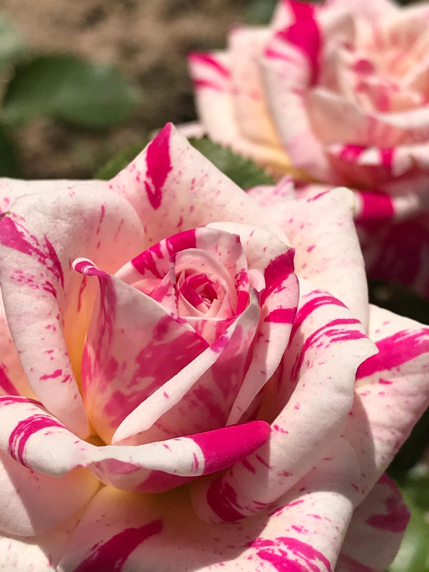 Rose ’ Flash Dance  | 闪电舞