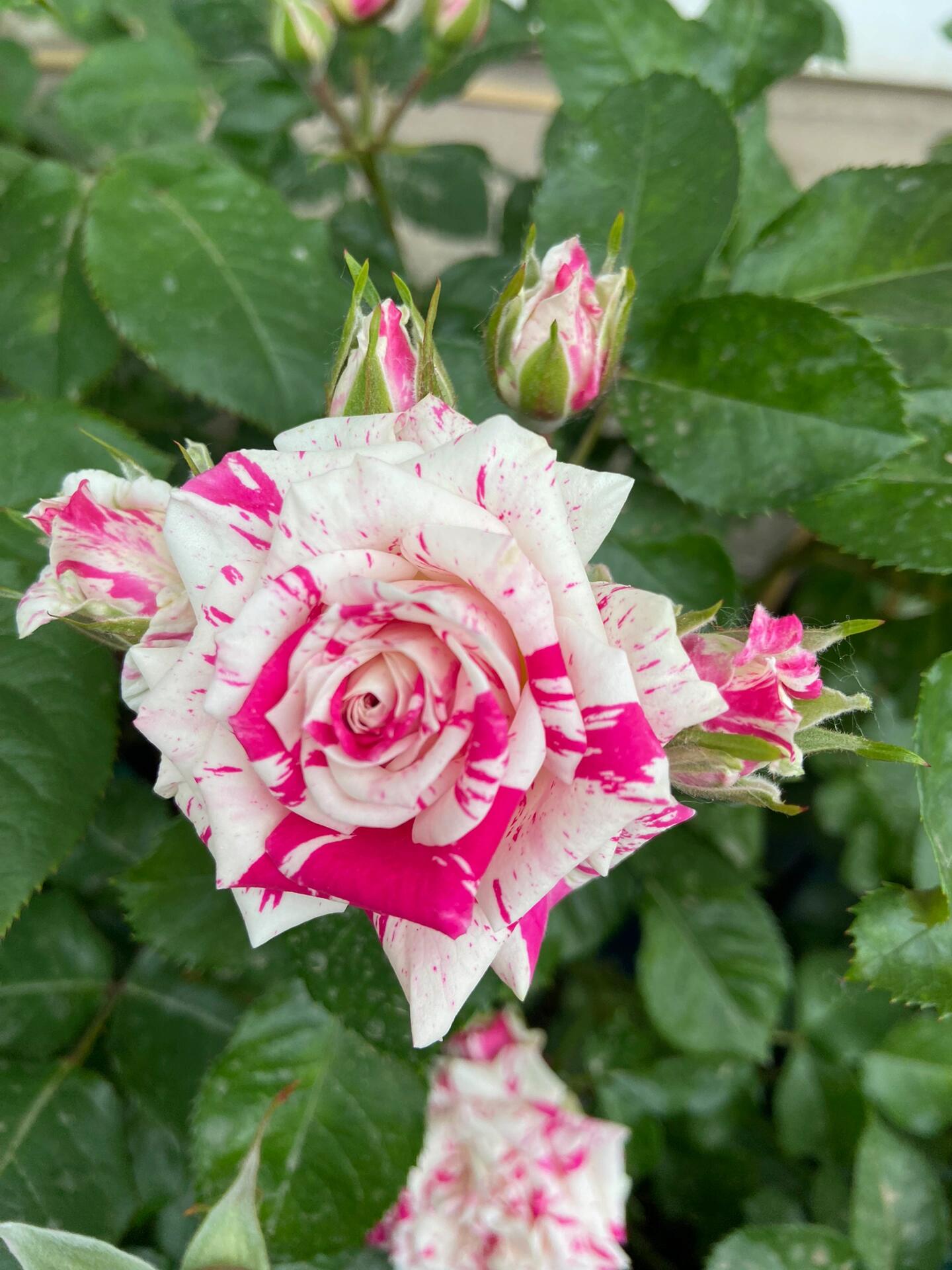 Rose ’ Flash Dance  | 闪电舞