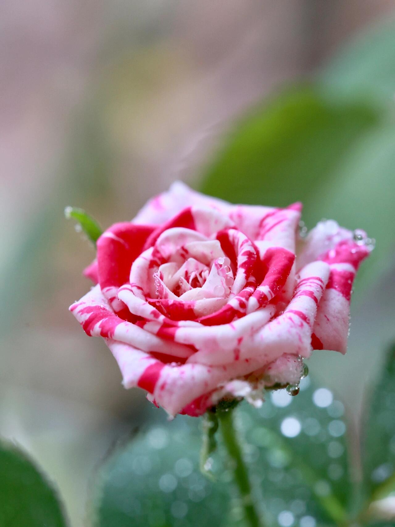 Rose ’ Flash Dance  | 闪电舞