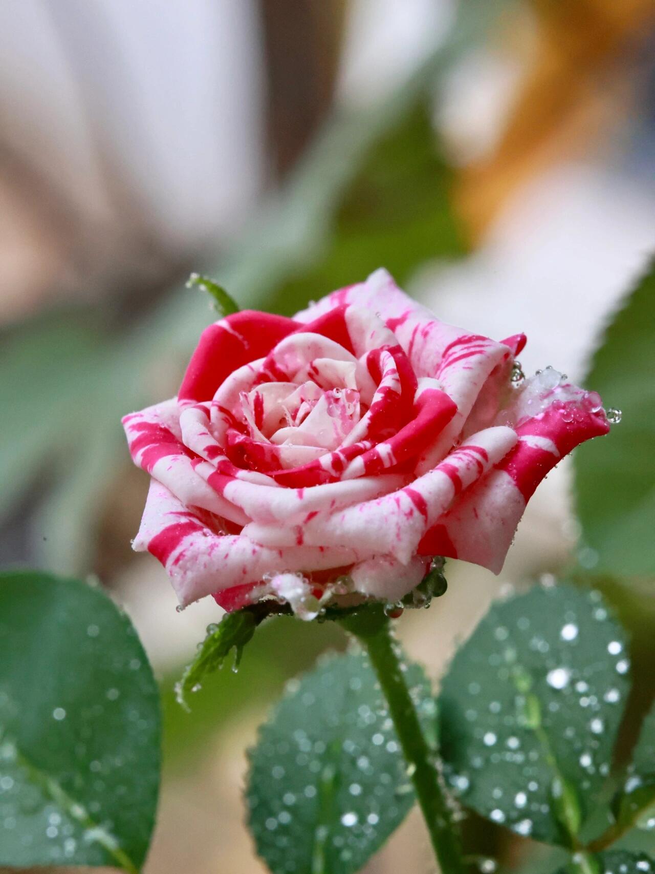 Rose ’ Flash Dance  | 闪电舞