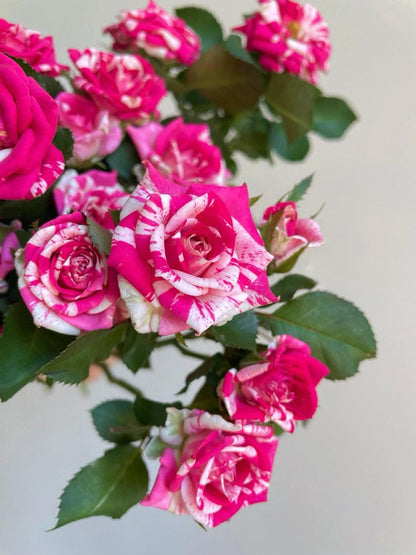 Rose ’ Flash Dance  | 闪电舞