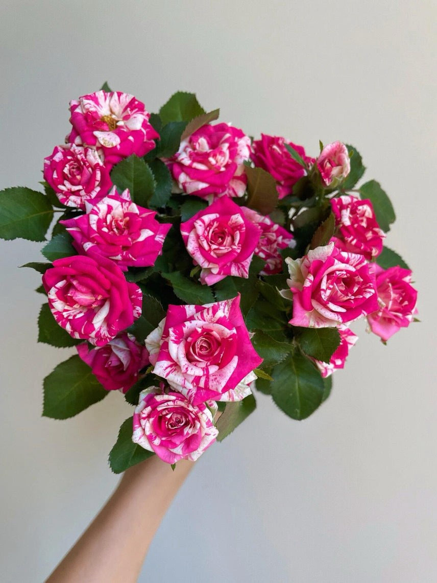 Rose ’ Flash Dance  | 闪电舞