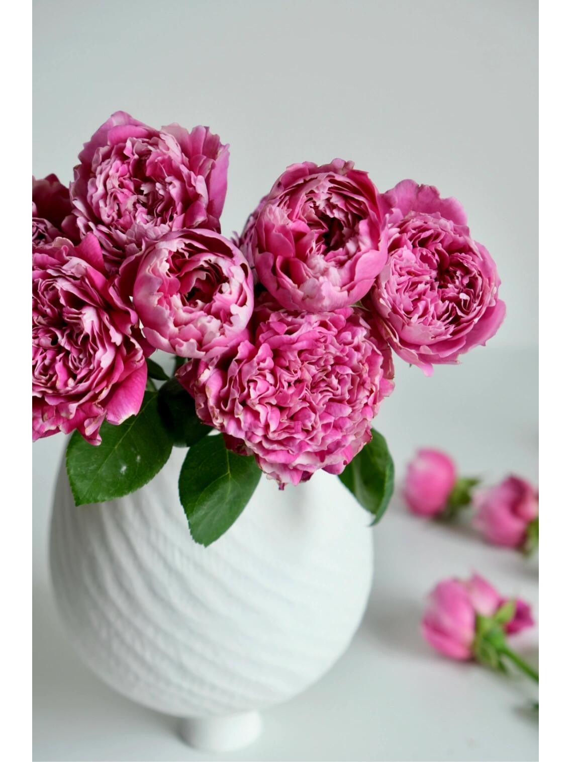 Rose  ‘Purple Mist Frost | 紫雾凝霜’  - New Varieties