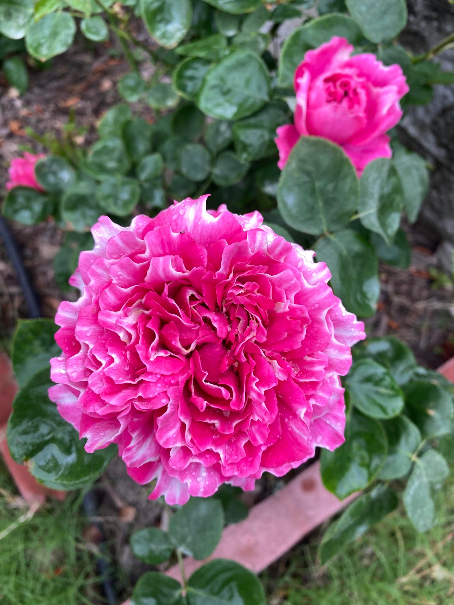 Rose  ‘Purple Mist Frost | 紫雾凝霜’  - New Varieties