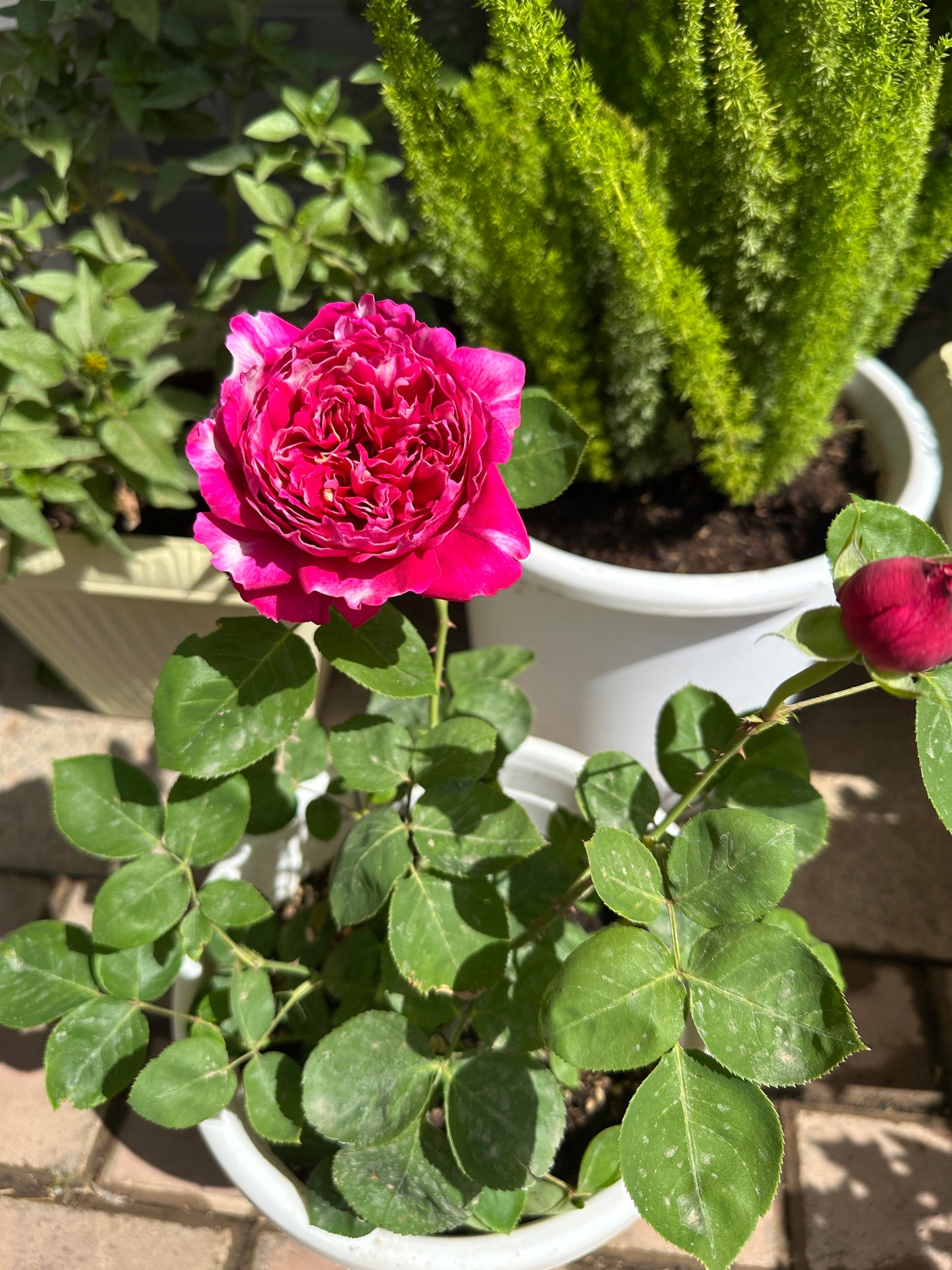 Rose  ‘Purple Mist Frost | 紫雾凝霜’  - New Varieties