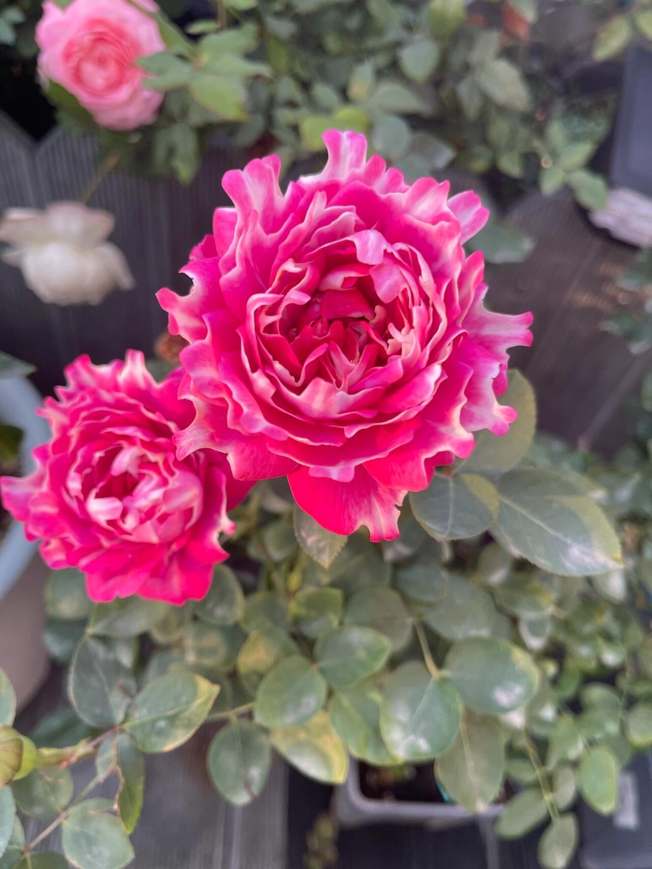 Rose  ‘Purple Mist Frost | 紫雾凝霜’  - New Varieties