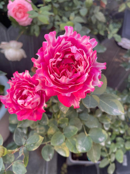 Rose  ‘Purple Mist Frost | 紫雾凝霜’  - New Varieties
