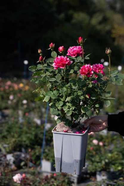 Rose  ‘Purple Mist Frost | 紫雾凝霜’  - New Varieties