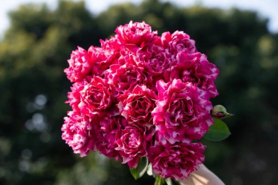 Rose  ‘Purple Mist Frost | 紫雾凝霜’  - New Varieties