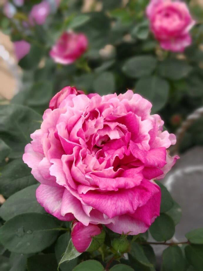 Rose  ‘Purple Mist Frost | 紫雾凝霜’  - New Varieties