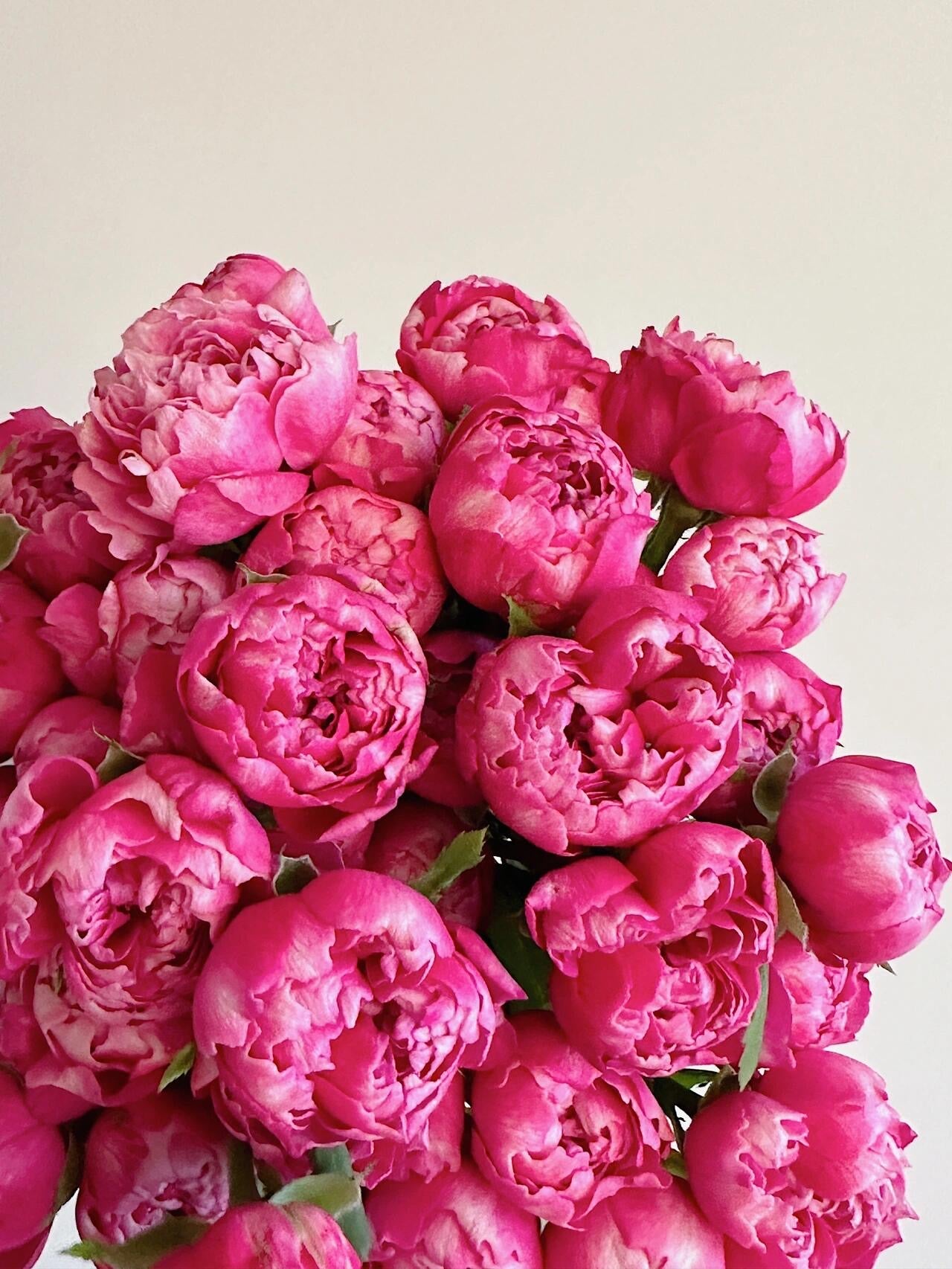 Rose  ‘Purple Mist Frost | 紫雾凝霜’  - New Varieties