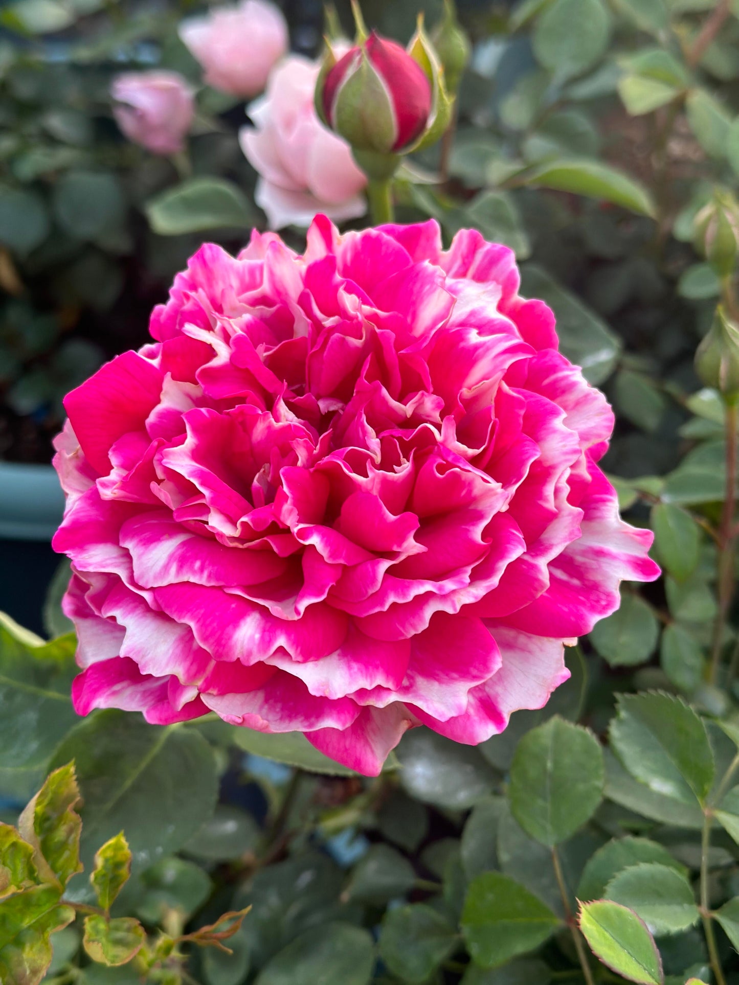 Rose  ‘Purple Mist Frost | 紫雾凝霜’  - New Varieties